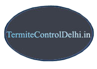 Termite Control Delhi